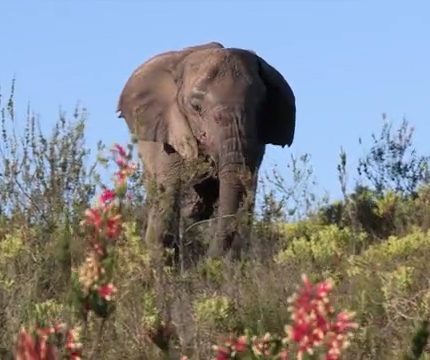 elephant in captivity