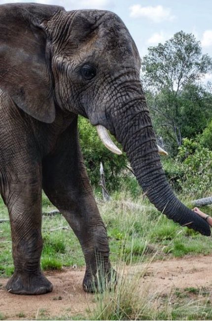 elephant owners