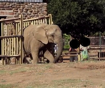 elephant in captivity