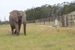 elephant release
