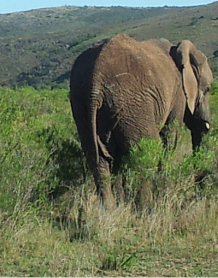 elephant in captivity